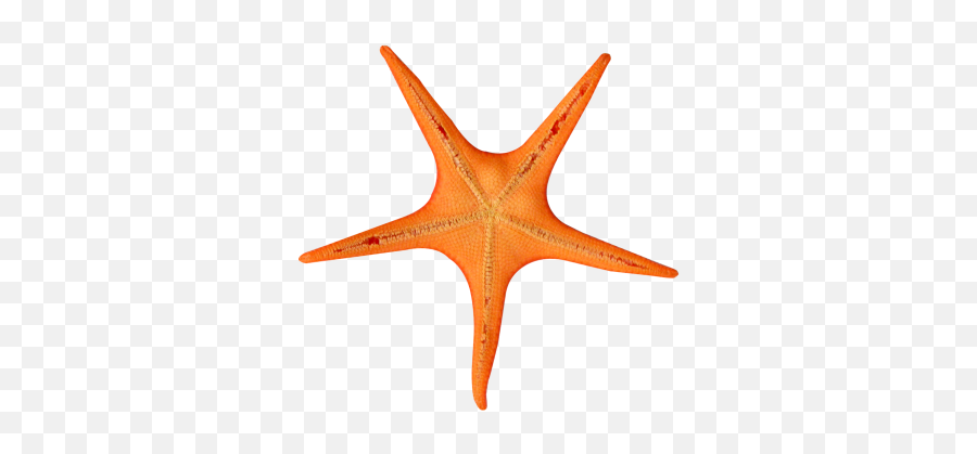 Png Images Starfish Snipstock - Starfish Alpha Emoji,Deviant Art Starfish Emoticon