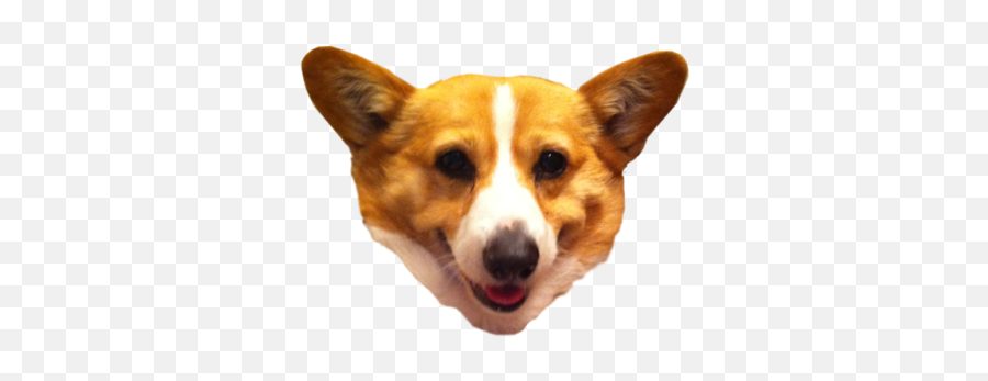 Free Png Images - Dlpngcom Transparent Background Dog Head Png Emoji,Pembroke Welsh Corgi Emojis
