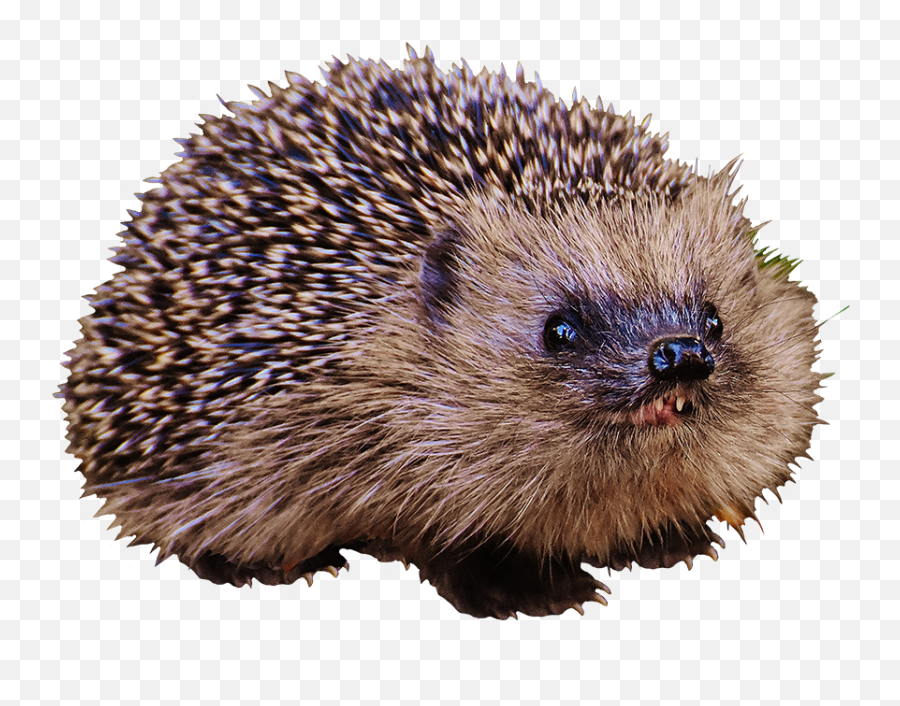 Hedgehog Clipart - Hedgehog Emoji,What Does The Porxupine Emoticon