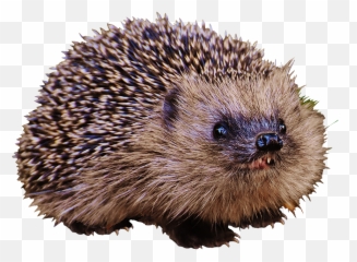Hedgehog Clipart - Hedgehog Emoji,What Does The Porxupine Emoticon