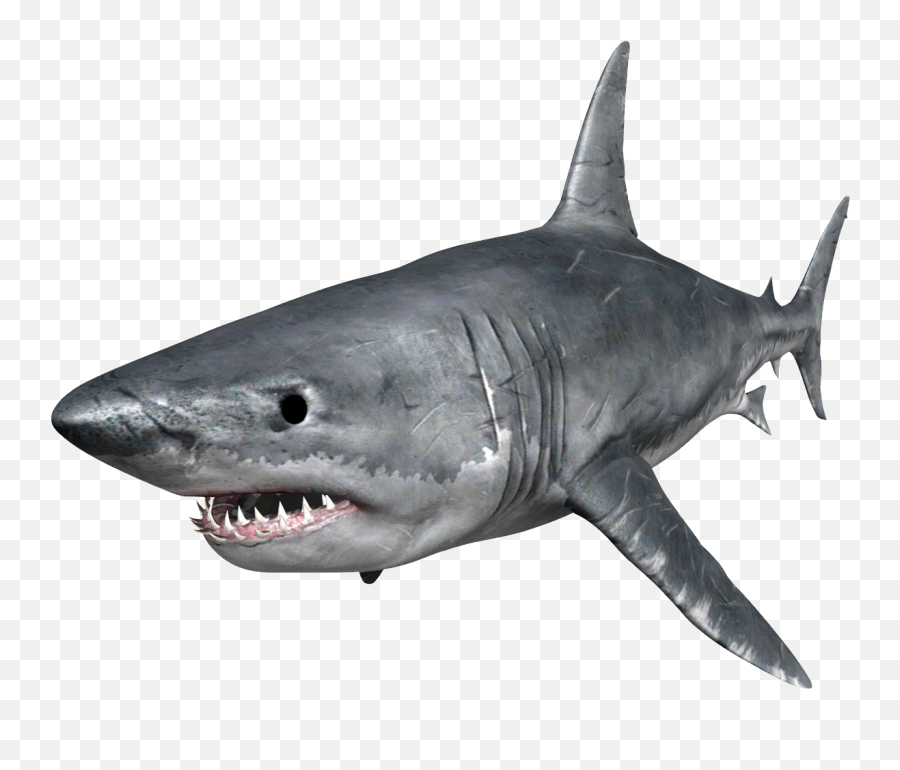Snake Crocodile Animal Shark Venom - Shark Png Png Download Transparent Shark Png Emoji,Shark Emoji Facebook