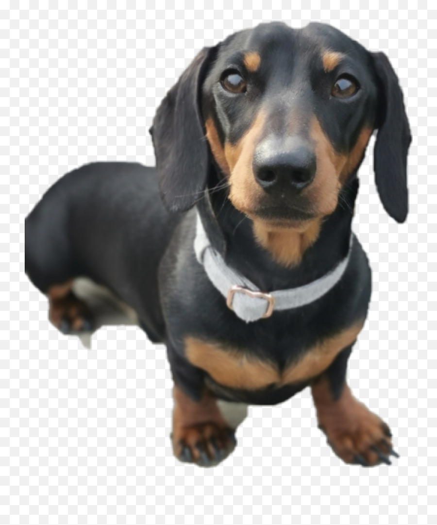 The Most Edited Teckel Picsart - Collar Emoji,Weenie Dog Emoji