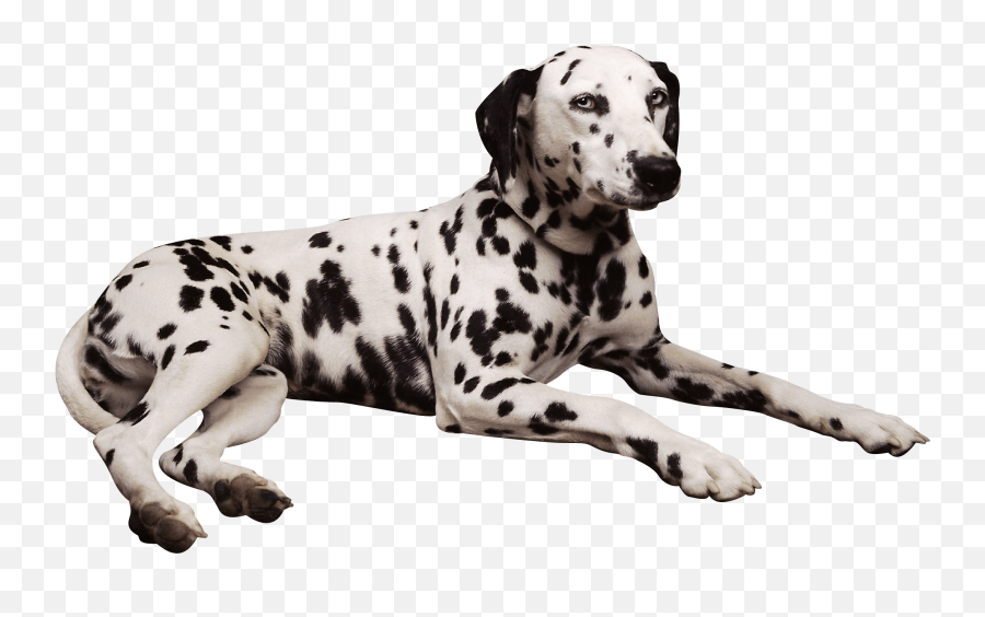 Dog Animal Dalmatian Sticker - Dalmatians Png Emoji,Dalmatian Emoji