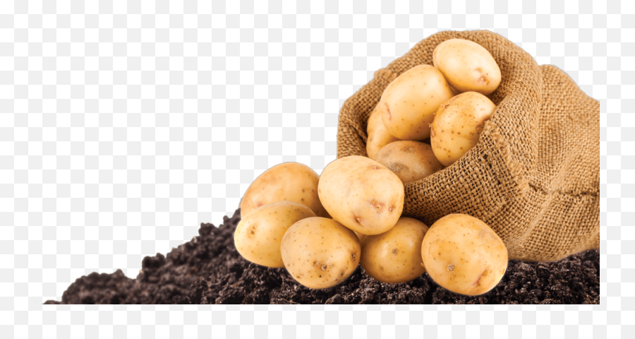Potatoes Psd Official Psds - Fresh Patato Emoji,Potatoes Emoji