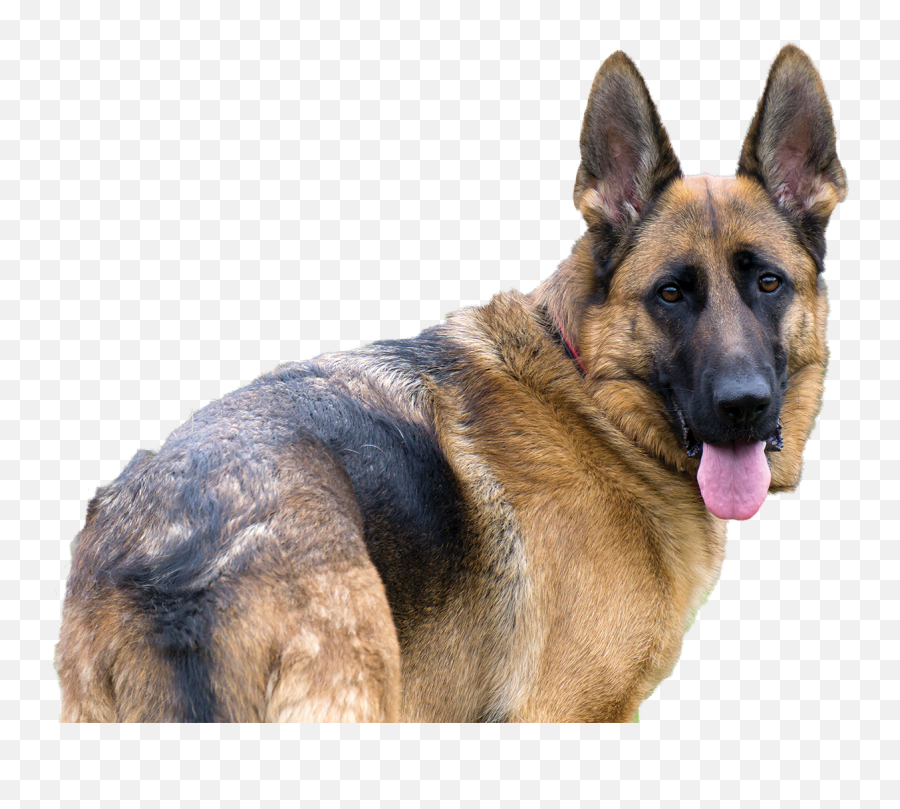 German Shepherd Png - German Shepherd Png Fight Emoji,How To Tell German Shepherds Emotions By Their Ears