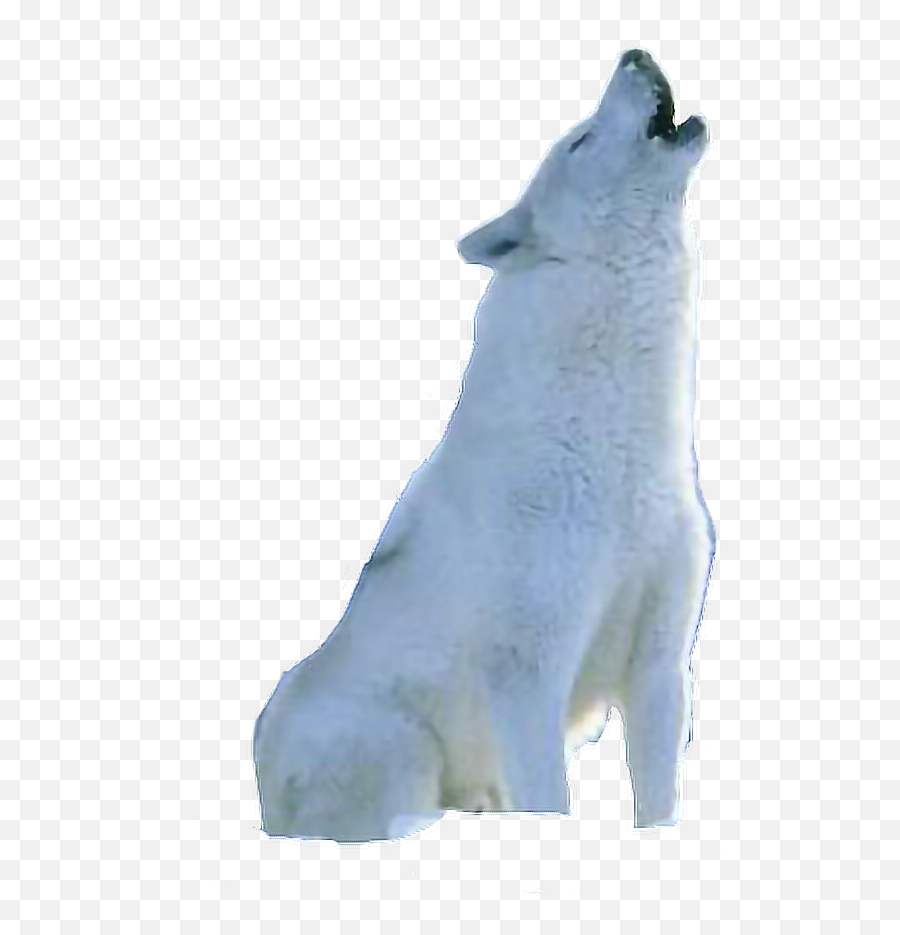 Whitewolf Wolf Arcticwolf Howling - Arctic Wolf Howling Emoji,Howling Wolf Emoji