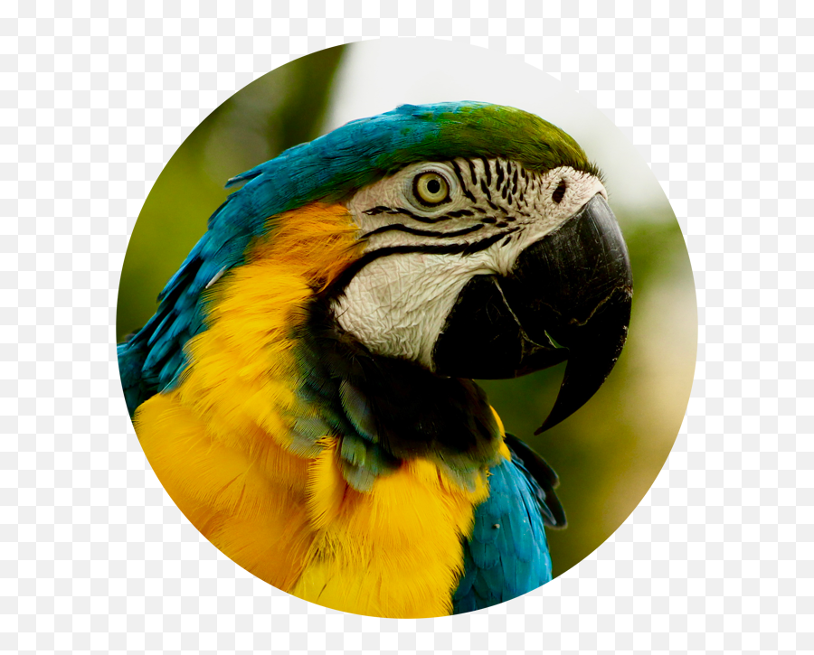 Member Zone - Parrots Emoji,Levels Of Emotion In Zoo Animals