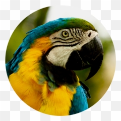 Member Zone - Parrots Emoji,Levels Of Emotion In Zoo Animals