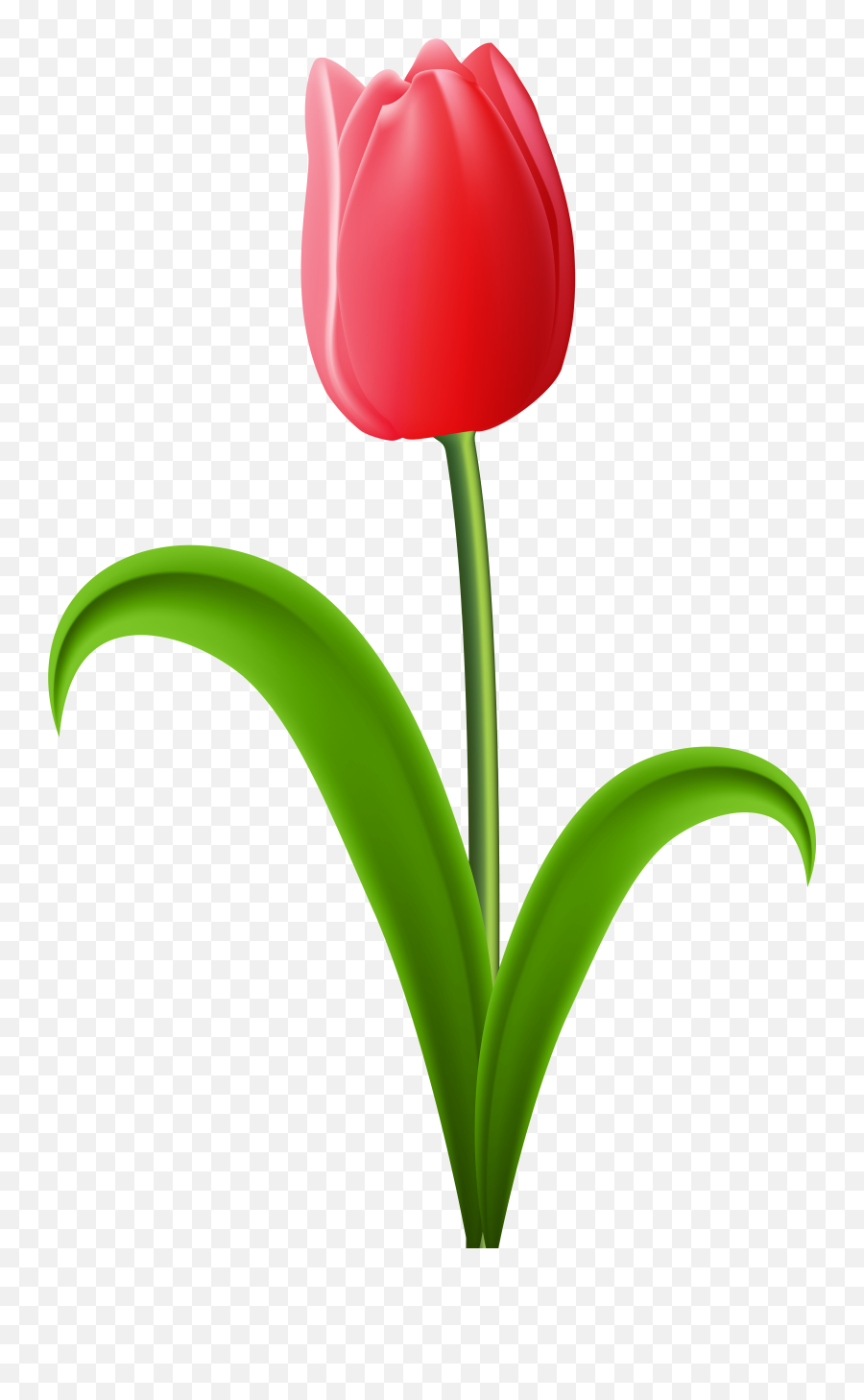 Gambar Bunga Tulip Png Free Download - Free Transparent Png Tulip Clipart Transparent Background Emoji,Wilted Flower Emoji Meaning