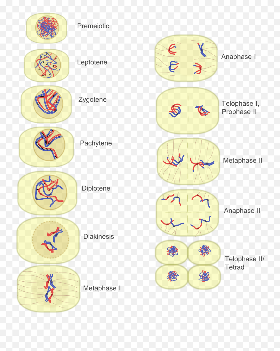 Meiosis Stages Emoji,Cytotechnology Emoticon