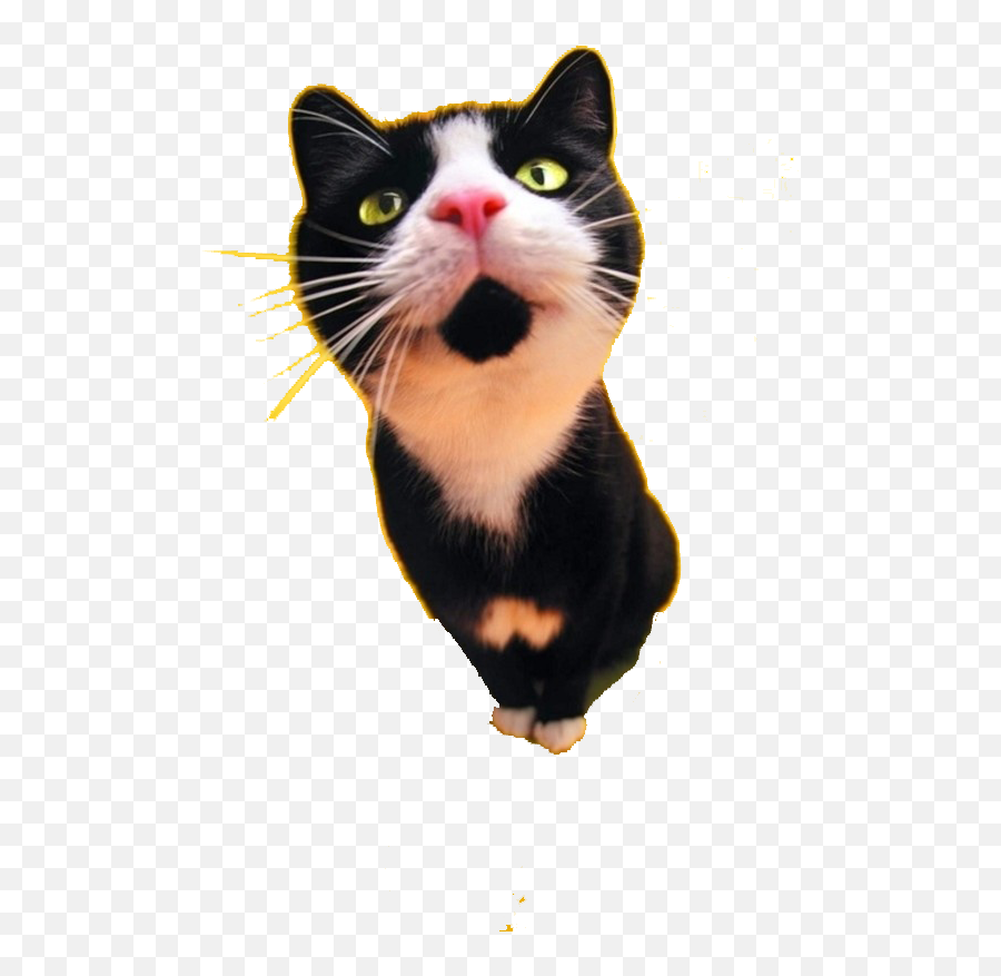 Cat Food Dog Black Cat Tattoo - Cute Cat Png Download 600 Emoji,Adorable Cat Emojis