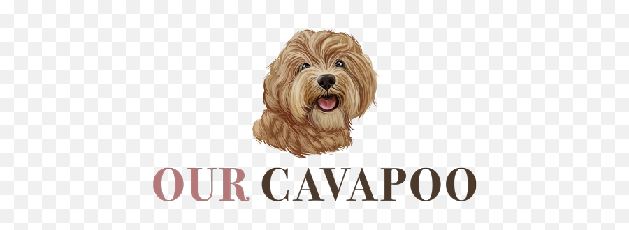 How To Train Your Cavapoo To Be Left Alone - Our Cavapoo Vulnerable Native Breeds Emoji,Dogs Pick Up On Our Emotions