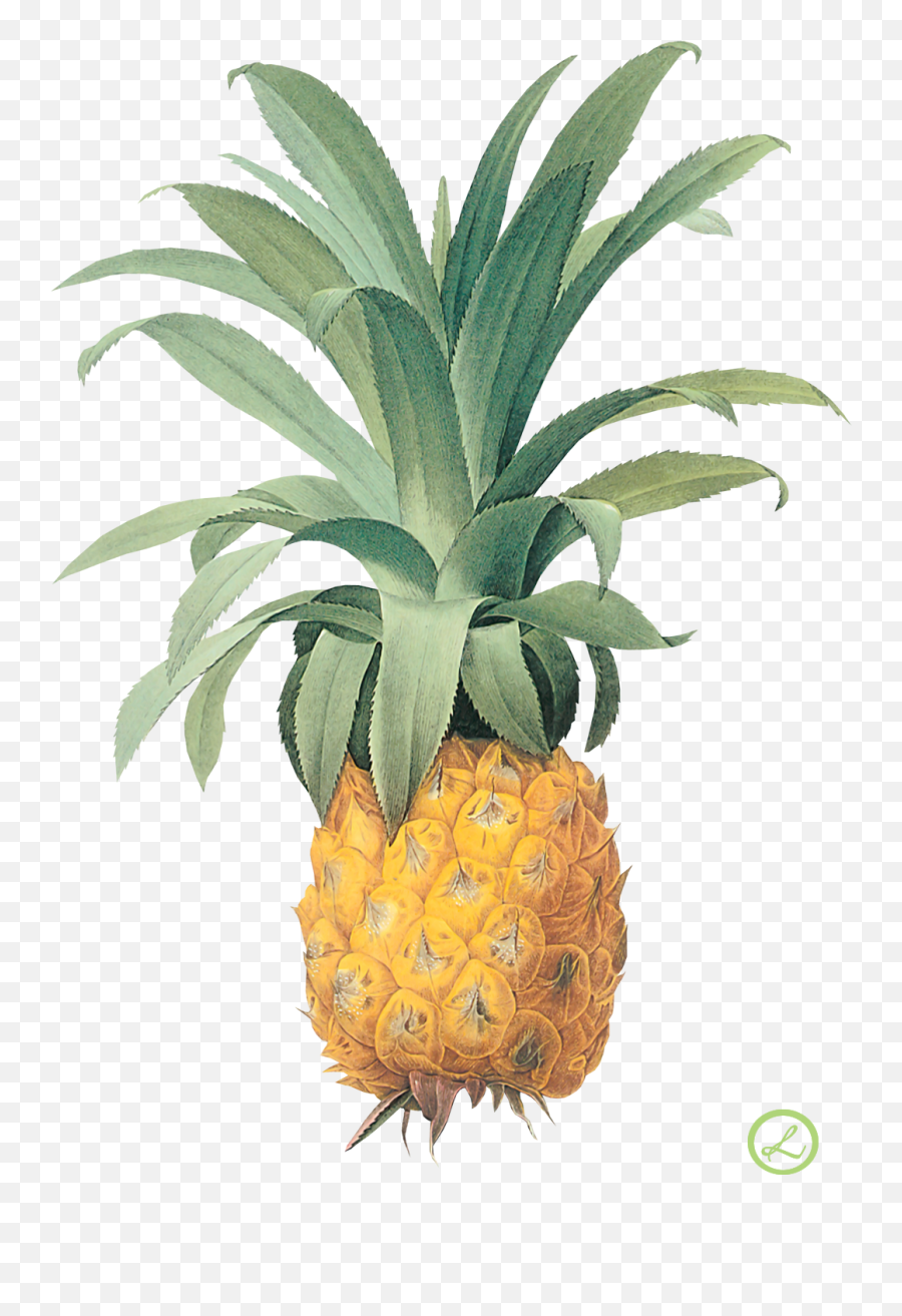 33 Pineapple Png Images Collected For Free Download - Pierre Joseph Redoute Emoji,Pineapple Emoji 33 Pineapple Png Images Collected For Free Download - Pierre Joseph Redoute Emoji,Pineapple Emoji