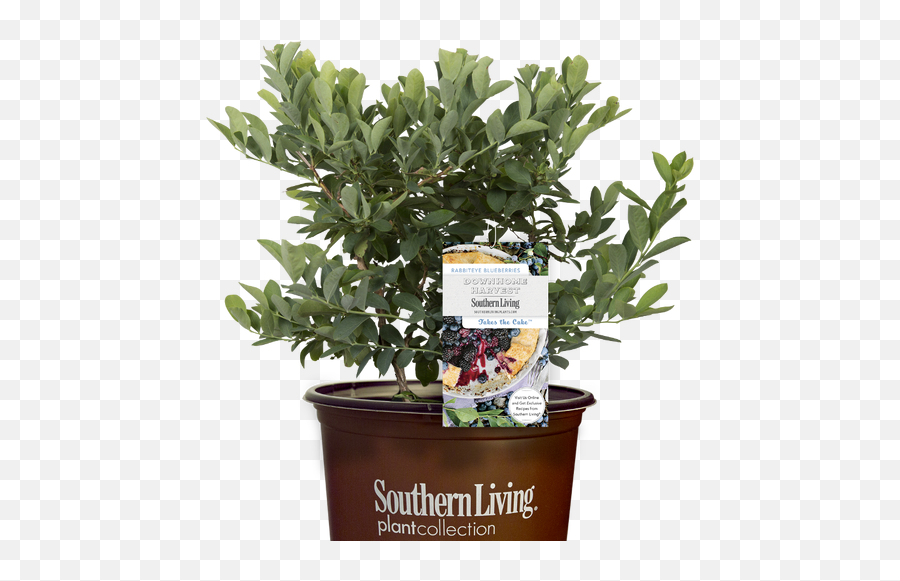 Bushes For Sale - Blueberry Emoji,Picture Of Sweet Emotion Abelia In Garden