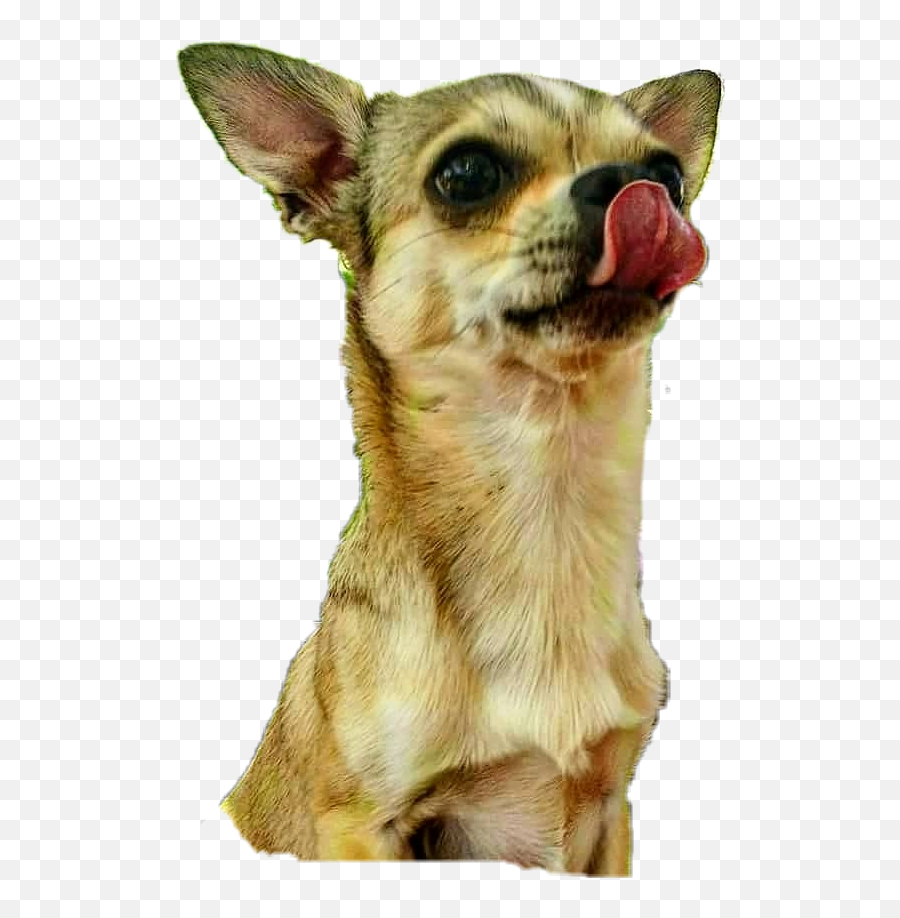 Popular And Trending Dogsofinstagram Stickers On Picsart - Canine Tooth Emoji,Chihuahua Black Tan Emoji Sticker