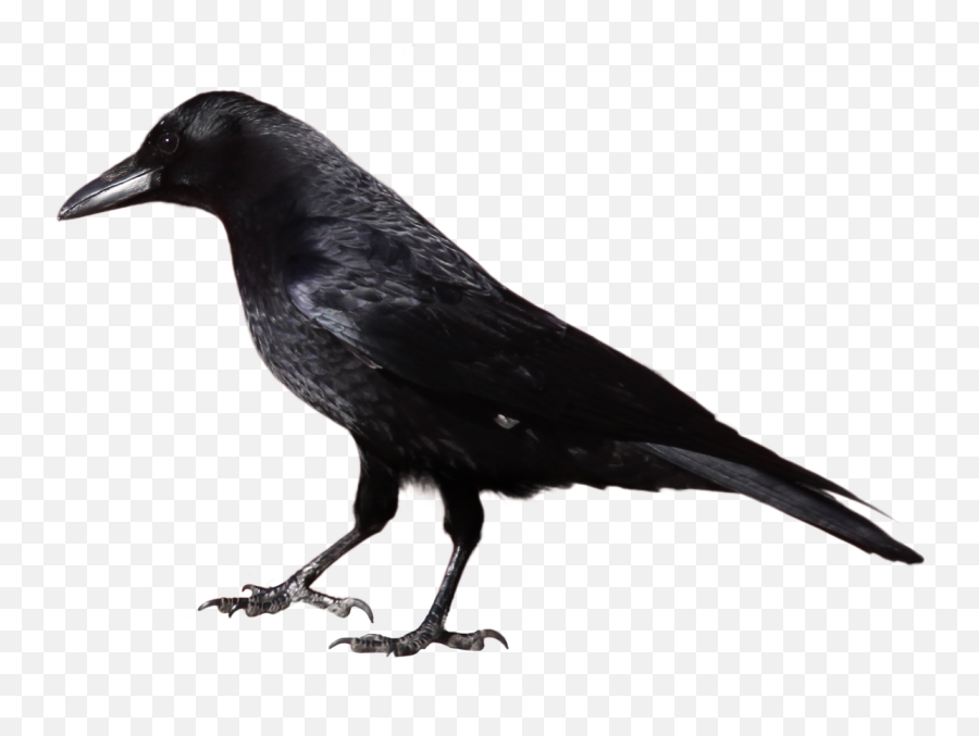 Crow Black Drawing Free Image Download - Crow Clipart Png Emoji,Birds Emotions Crow Funerals