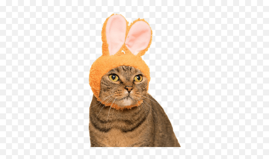 Cats Chapter 1 Emoji,Cat Emoji Different Colors