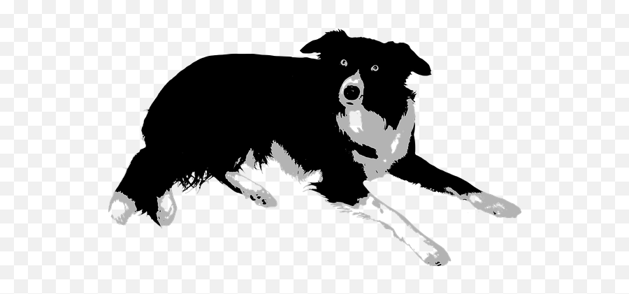 Animal Border Collie Dog Pet Sheep Dog Puppy Collie - Border Collie Png Vector Emoji,Collie Emoji