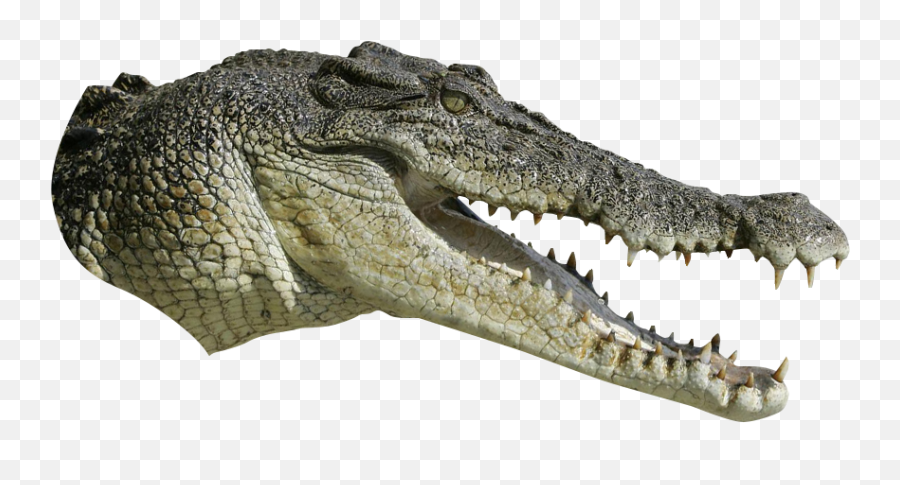 Free Transparent Crocodile Png Download - Crocodile Head No Background Emoji,Alligator Emoticon