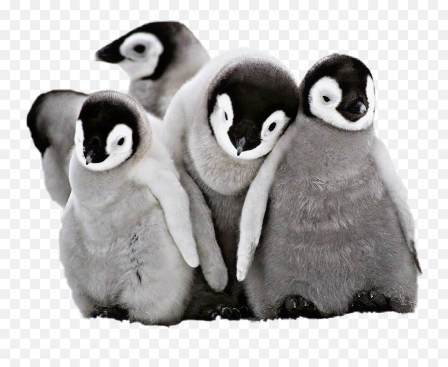 Penguins Sticker By Viki - Penguins Emoji,Penguins Emoji