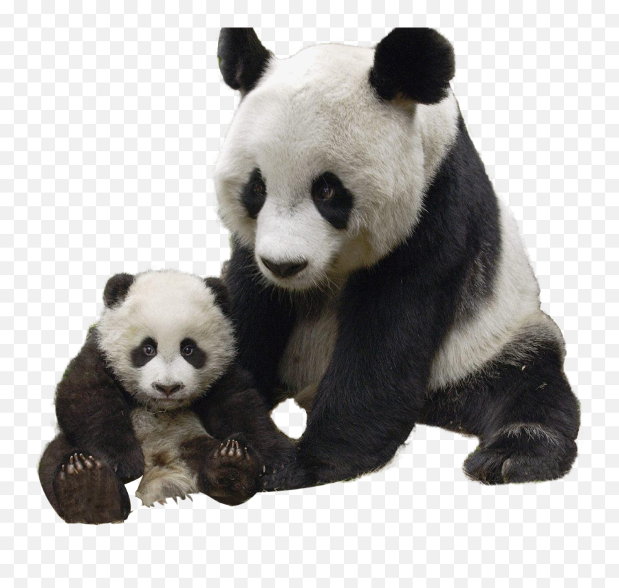 Search Results For Pandas Png Hereu0027s A Great List Of Pandas - Transparent Panda Png Emoji,Kungfu Panda Emoji