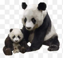 Search Results For Pandas Png Hereu0027s A Great List Of Pandas - Transparent Panda Png Emoji,Kungfu Panda Emoji