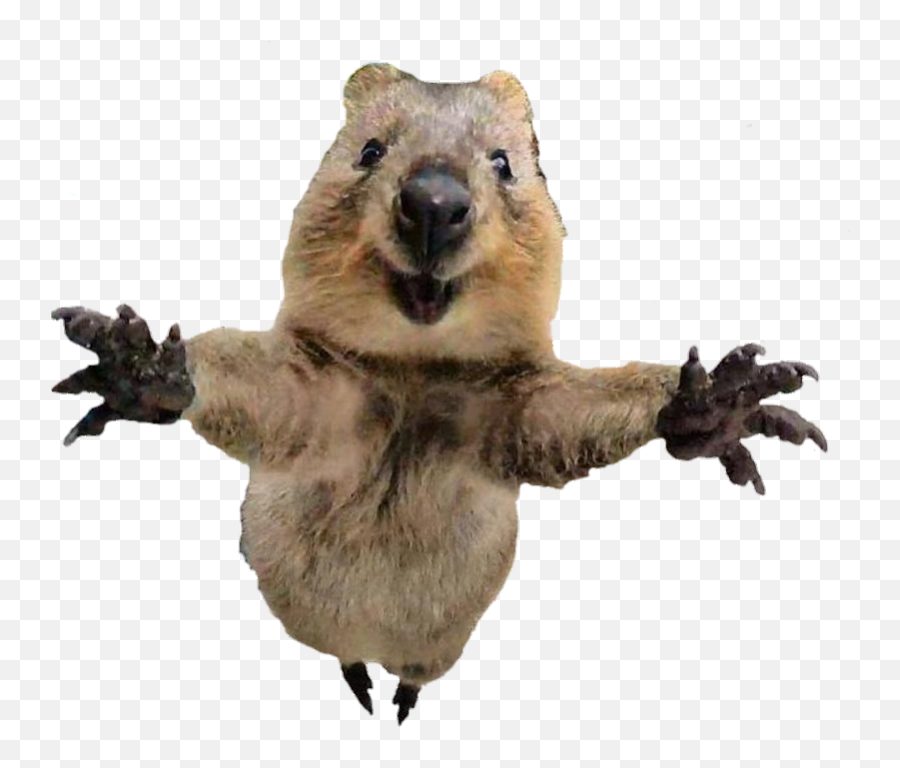 Animal Wombat Australia Cute Sticker - Quokka L Animale Più Felice Del Mondo Emoji,Wombat Emoji