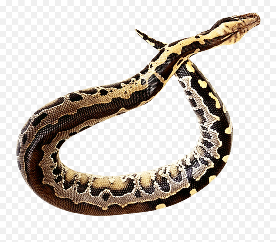 Snake Anaconda Serpiente Png Hd - Snake Png Photo Editing Emoji,Snake With Emojis