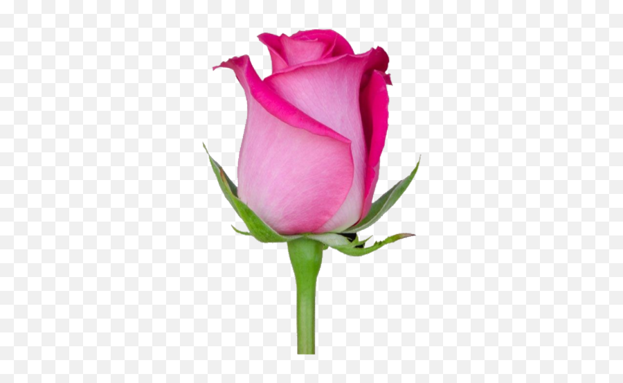 Rose Flower - Rose Emoji,Pink Rose Emoticon Meaning