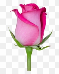 Rose Flower - Rose Emoji,Pink Rose Emoticon Meaning