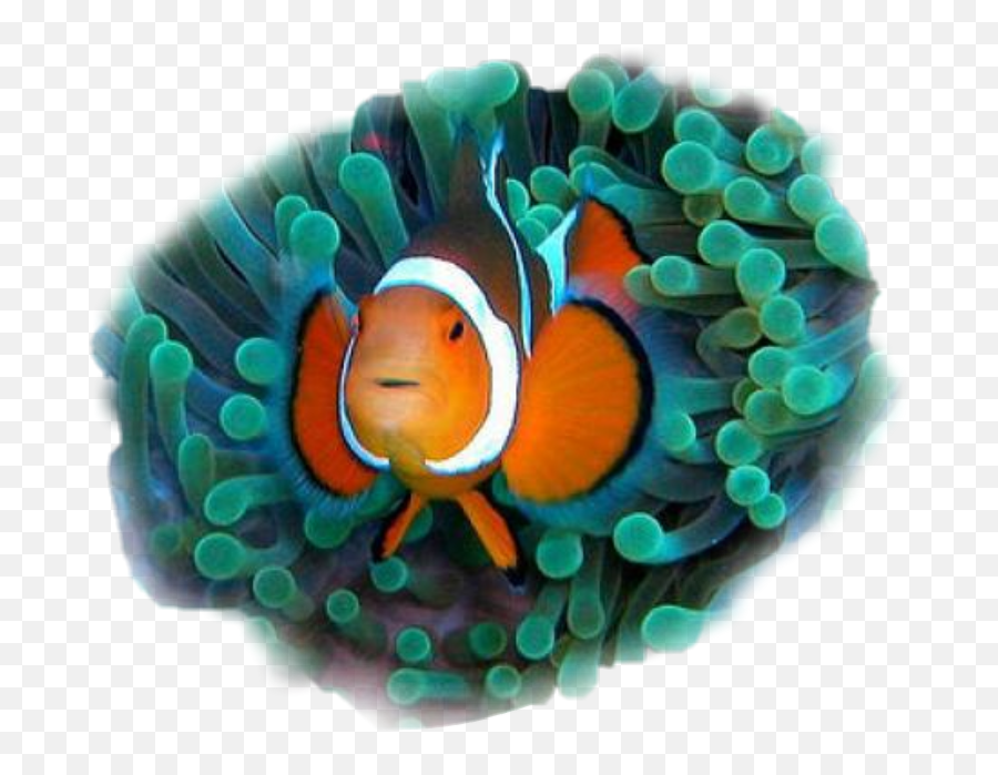 The Most Edited Emoji,Clowfish Emoji