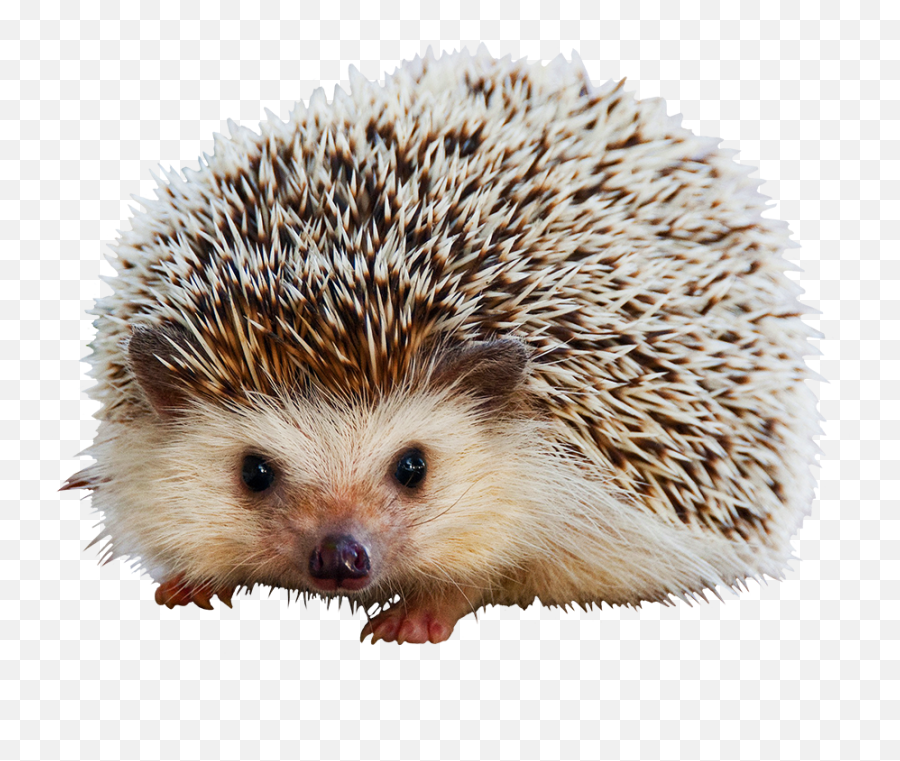 Hedgehog Clipart - Sticker De Erizo Emoji,What Does The Porxupine Emoticon
