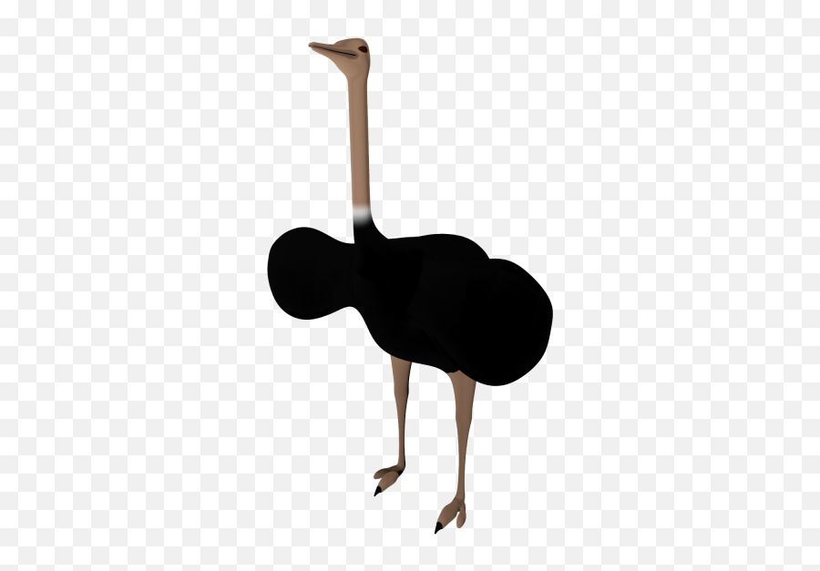 Black Ostrich Png Pictures - 1790 Transparentpng Emoji,Emojis No Backround