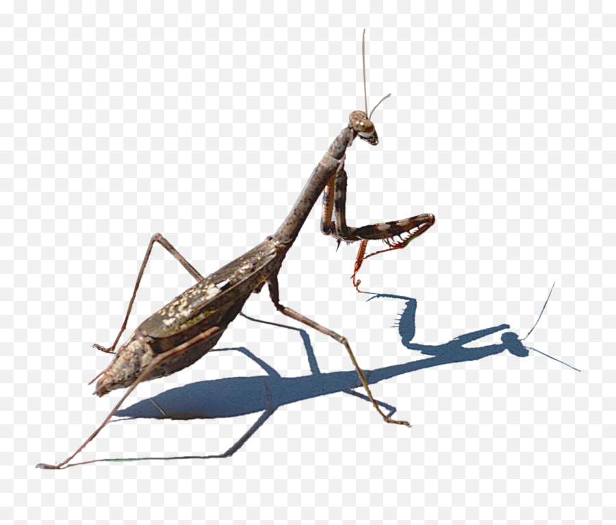 Mantis Png Transparent Images - Mante Religieuse Fond Transparent Emoji,Mantis Emoji