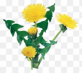 Ace Attorney Archive Of Our Own - Dandelion Flower Png Emoji,Dahlia Ace Summer Emotions