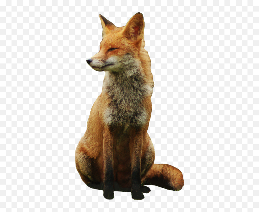 Fox Png File - Fox Transparent Background Emoji,Fox Emojis Transparent Background