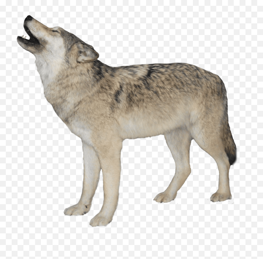 Howling Wolf Sticker Wolf Transparent Png Emoji Howling Wolf Emoji