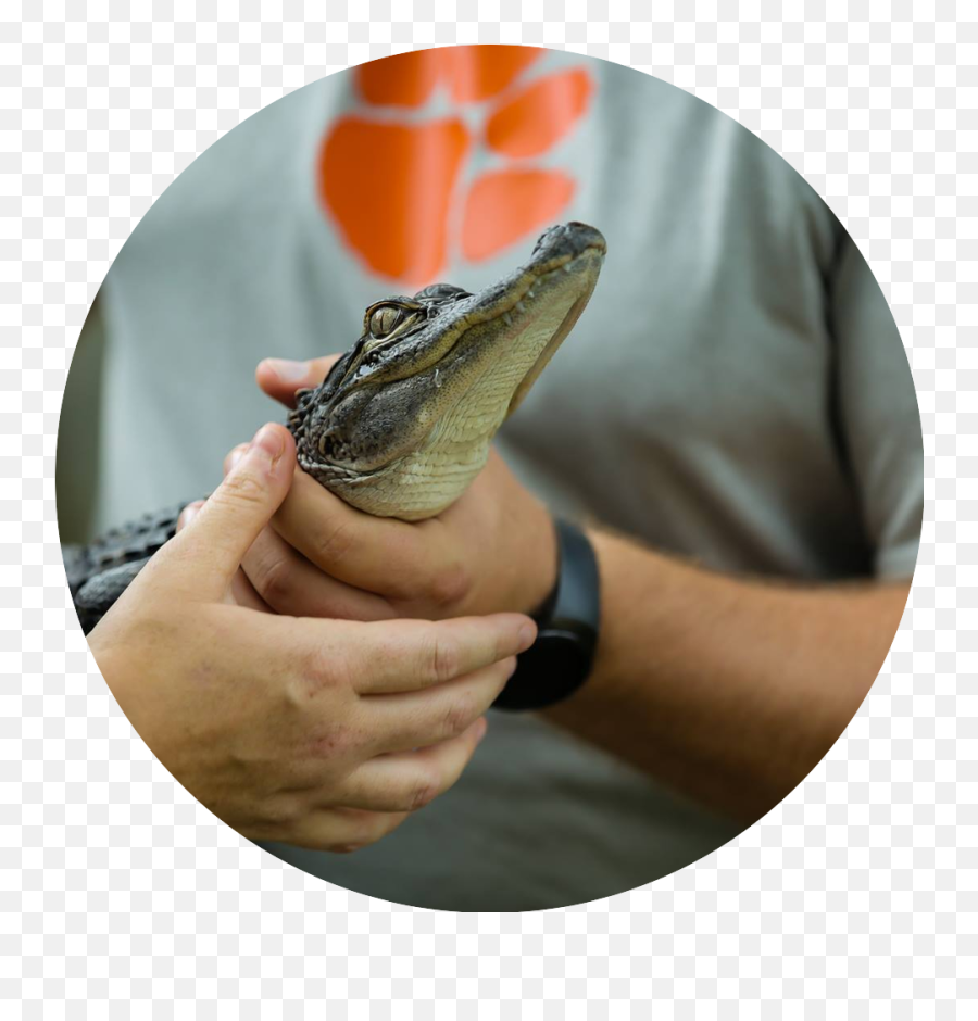 Panama City Beach Attractions For Kids U0026 Family Fun Orange - Wildlife Biologist Emoji,Facebook Emoticons Alligator