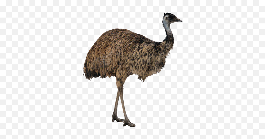 Ostrich Png Free Image Download Emu - Emu Png Emoji,Ostrich In Sand Emoticons