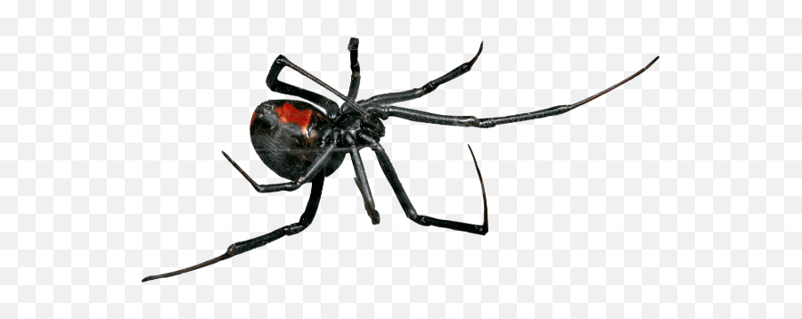 Spiders U2013 Bug - Away Black Widow Spider Emoji,The Itsy Bitsy Spider Emotions