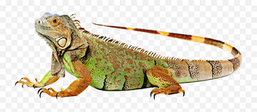 Iguana Lizard Reptile Sticker - Iguana Png Emoji,Iguana Emoji