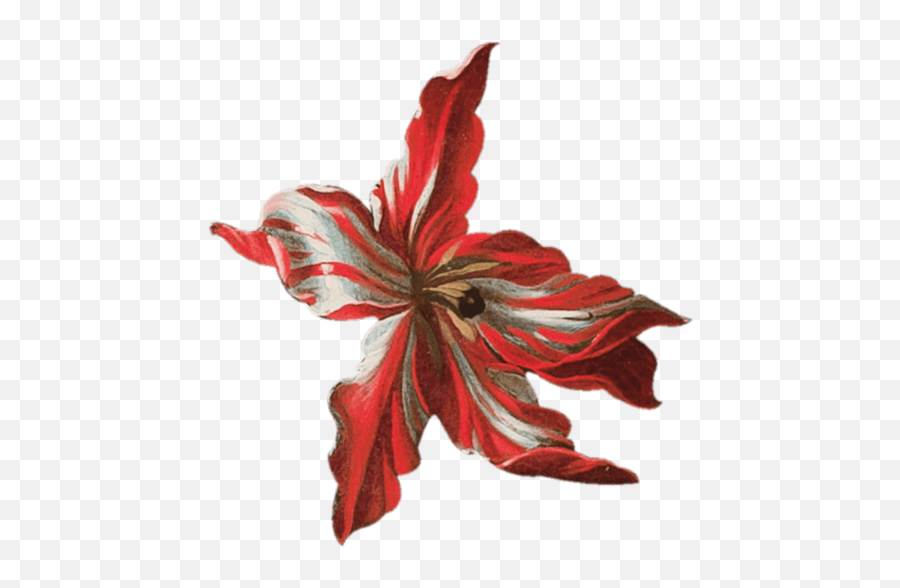 Soumaya 14 Febrero Emoji,Pointsettia Emoji