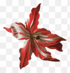 Soumaya 14 Febrero Emoji,Pointsettia Emoji