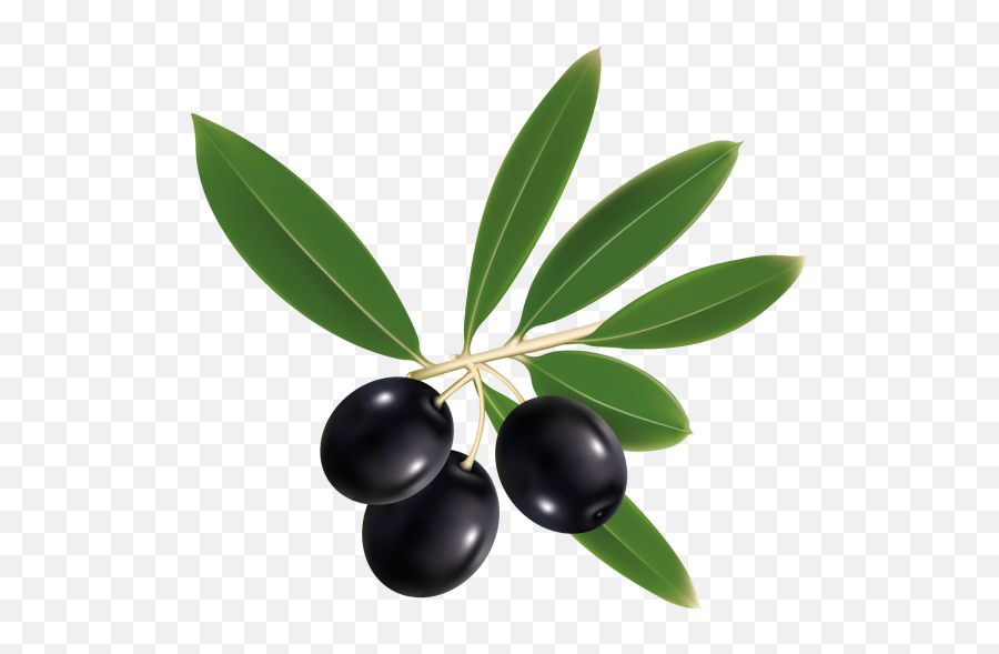 Black Olive Png Transparent Image - Freepngdesigncom Emoji,Olive Oil Emoji