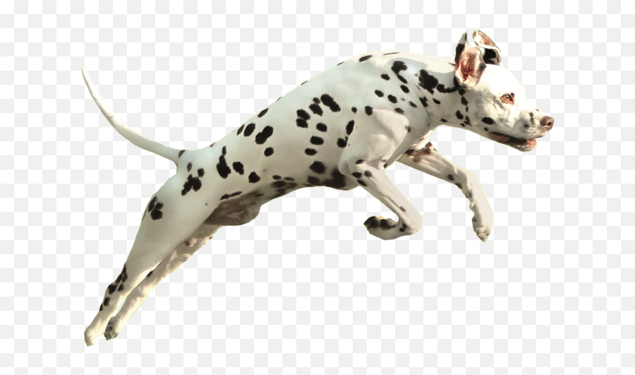 Dalmatiner - Animal Figure Emoji,Dalmatian Emoji