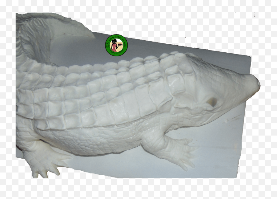 Making A Crocodile Cake - Wow Is That Really Edible Custom White Crocodile Cake Emoji,Facebook Emoticons Alligator