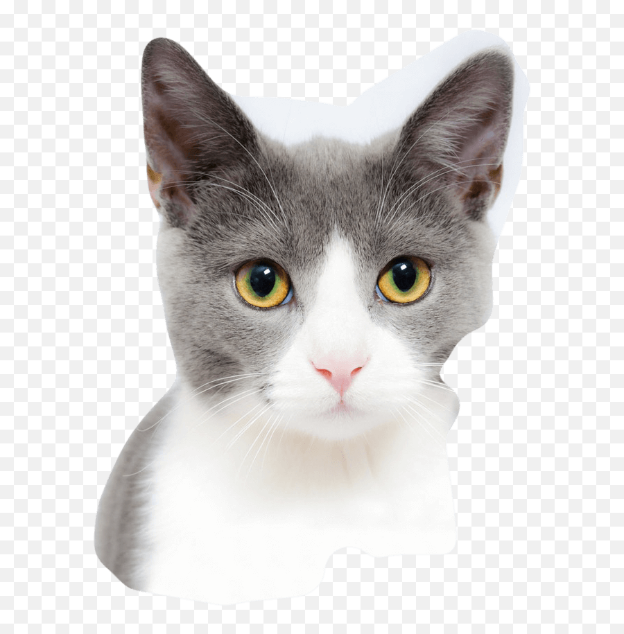 Monochrome U2013 Vaikuttajamarkinnoinnin Asiantuntija - Cute Grey Cat Emoji,Richboy Emojis Iphone