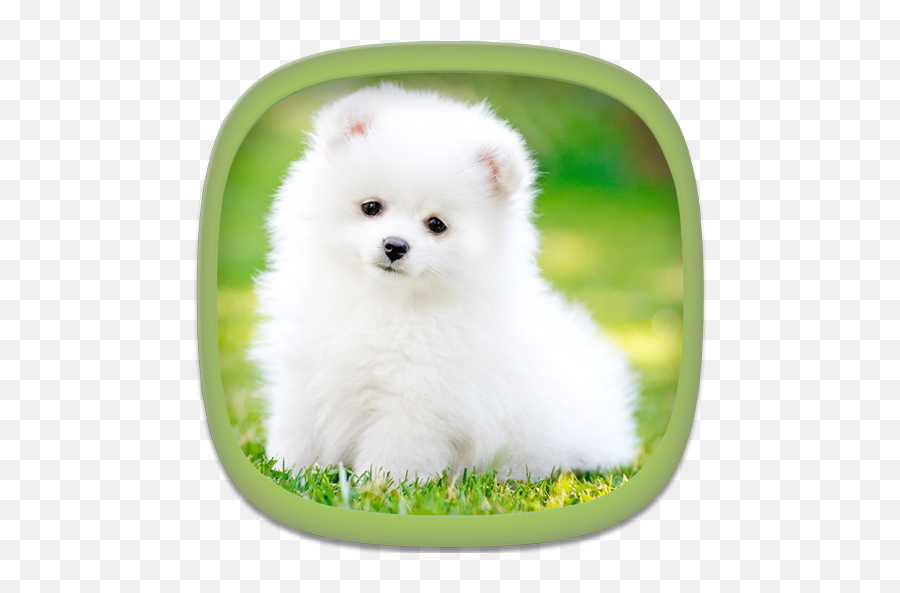 Best For Cute Puppies Images For Dp - Cute Puppy Images Download Emoji,Quotes Of Females Posting Pics Of The Snapchat Emoji Dog
