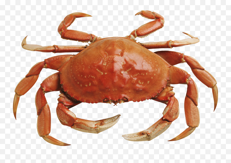 Download Free Png Crab - Crab Png Transparent Emoji,Crab Rave Emoji