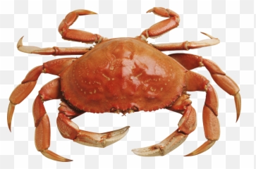 Crab Crabrave Lightseaber Sticker - Crab Rave Emoji,Crab Rave Emoji ...